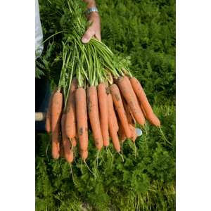 Нерак F1 - морква, 100 000 насіння (2,0-2,2 мм), Bejo Голландія фото, цiна